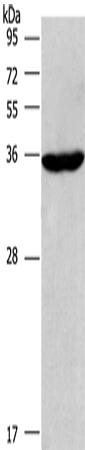 CIAPIN1 Polyclonal Antibody (E-AB-14873)