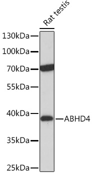 ABHD4 Polyclonal Antibody (E-AB-91900)