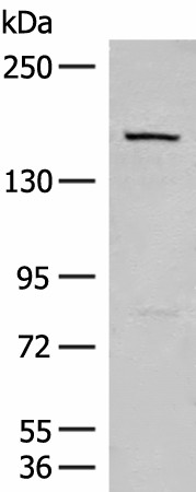 LEPR Polyclonal Antibody (E-AB-53262)