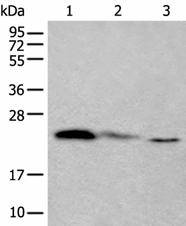 TPT1 Polyclonal Antibody (E-AB-52221)