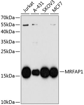 MRFAP1 Polyclonal Antibody (E-AB-63901)