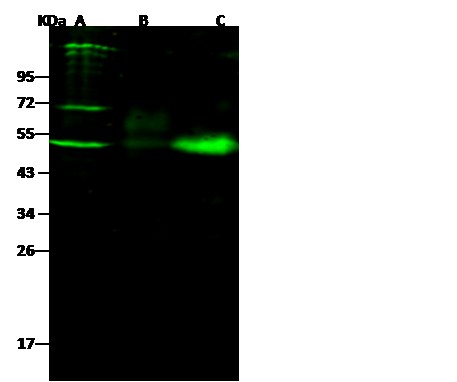 Recombinant NGFR/P75 Monoclonal Antibody (AN300569P)