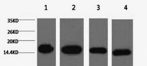 Histone H3 Monoclonal Antibody (E-AB-22003)
