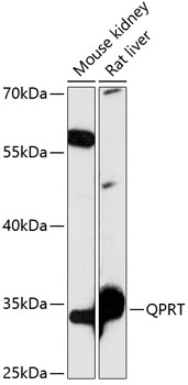 QPRT Polyclonal Antibody (E-AB-90813)