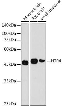 HTR4 Polyclonal Antibody (E-AB-92495)