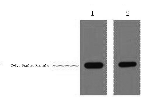 Myc-Tag Polyclonal Antibody (E-AB-20047)