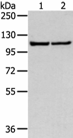 WWP1 Polyclonal Antibody (E-AB-18315)