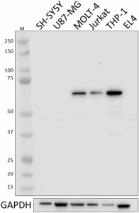 Purified anti-SHP-1 Antibody (620301)