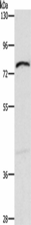 XPNPEP1 Polyclonal Antibody (E-AB-53209)