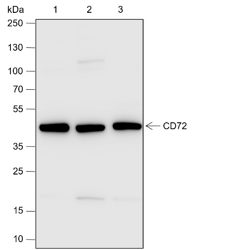 Recombinant CD72 Monoclonal Antibody (AN301914L)