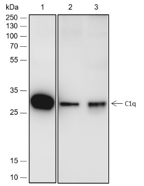 Recombinant C1q Monoclonal Antibody (AN301800L)
