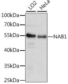 NAB1 Polyclonal Antibody (E-AB-66537)