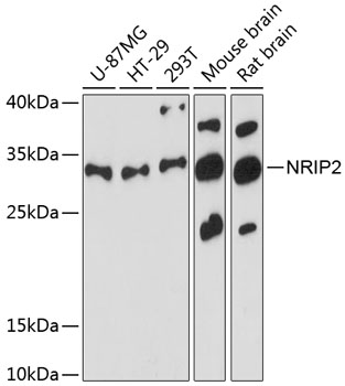 NRIP2 Polyclonal Antibody (E-AB-90708)
