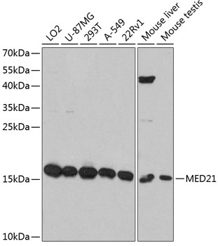 MED21 Polyclonal Antibody (E-AB-63646)