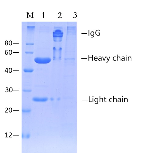 Protein G agarose gel (EA-IP-016)