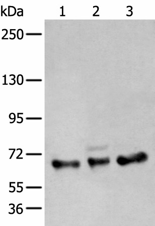 ZBTB5 Polyclonal Antibody (E-AB-18444)
