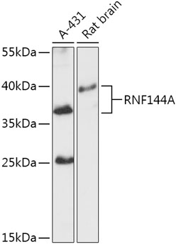 RNF144A Polyclonal Antibody (E-AB-91827)
