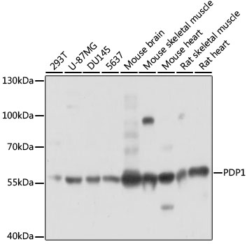 PDP1 Polyclonal Antibody (E-AB-90879)