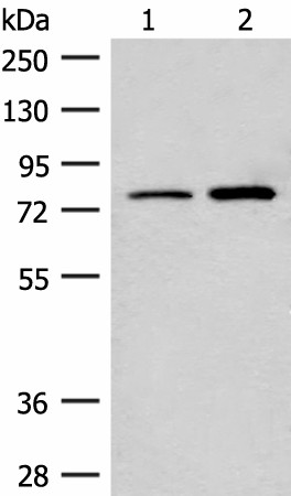 THOP1 Polyclonal Antibody (E-AB-18748)