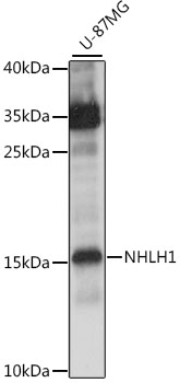 NHLH1 Polyclonal Antibody (E-AB-91249)
