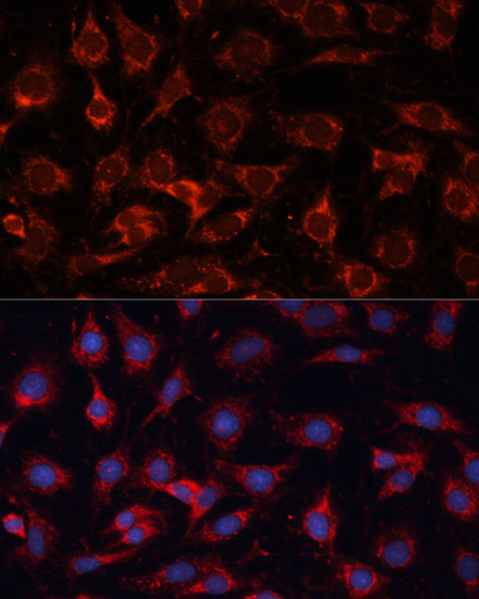 PDHA2 Polyclonal Antibody (E-AB-65645)