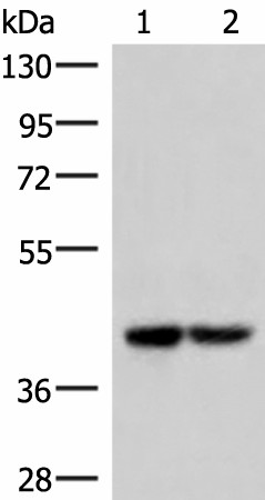 IQCD Polyclonal Antibody (E-AB-52902)