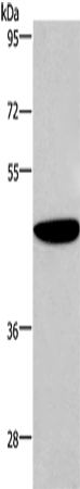 ABI1 Polyclonal Antibody (E-AB-15453)