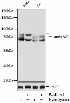 Lamin A/C Polyclonal Antibody (E-AB-60043)