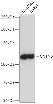 CNTN6 Polyclonal Antibody (E-AB-64969)