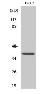 MCL1 Polyclonal Antibody (E-AB-31988)