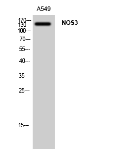 NOS3 Polyclonal Antibody (E-AB-32268)