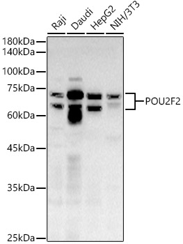 POU2F2 Polyclonal Antibody (E-AB-92337)