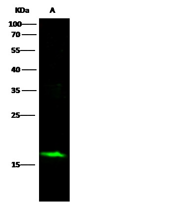 Recombinant SNCA/alpha-Synuclein Monoclonal Antibody (AN300413P)