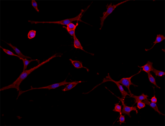 Alexa Fluor® 594 Goat anti-rat IgG (minimal x-reactivity) Antibody (405422)
