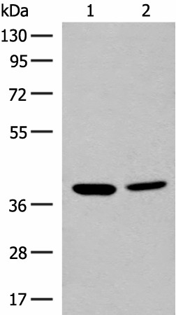 MRM1 Polyclonal Antibody (E-AB-18780)