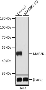 (KO Validated) MAP2K1 Polyclonal Antibody (E-AB-64301)