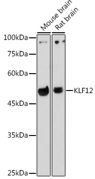 KLF12 Polyclonal Antibody (E-AB-92253)