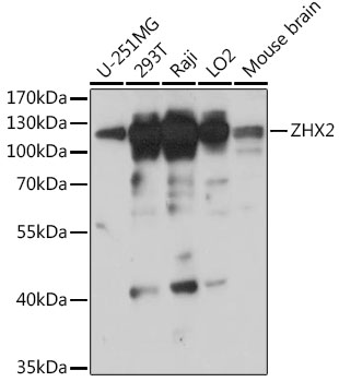 ZHX2 Polyclonal Antibody (E-AB-92000)