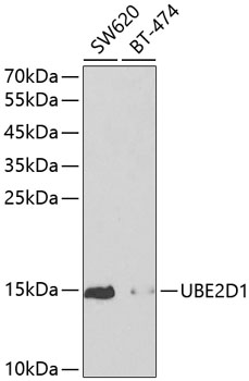 UBE2D1 Polyclonal Antibody (E-AB-60521)
