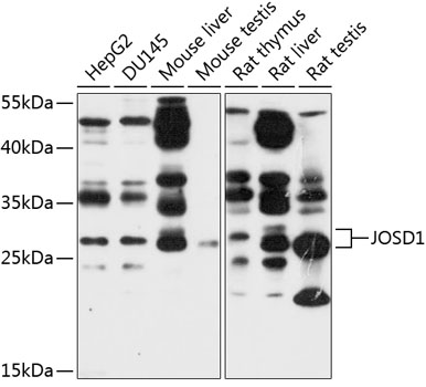 JOSD1 Polyclonal Antibody (E-AB-90161)