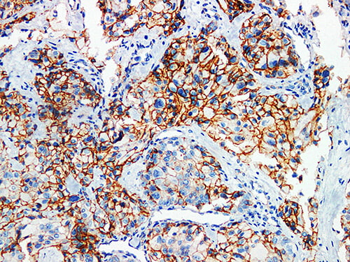 p120 Monoclonal Antibody (ELAB6752-M)