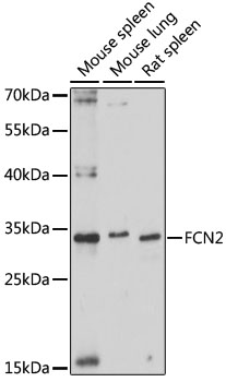 FCN2 Polyclonal Antibody (E-AB-91611)