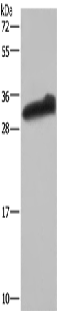 GSTA3 Polyclonal Antibody (E-AB-15087)