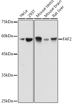 FAF2 Polyclonal Antibody (E-AB-92254)