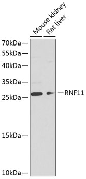 RNF11 Polyclonal Antibody (E-AB-67978)