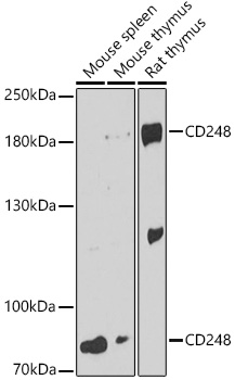 CD248 Polyclonal Antibody (E-AB-90458)