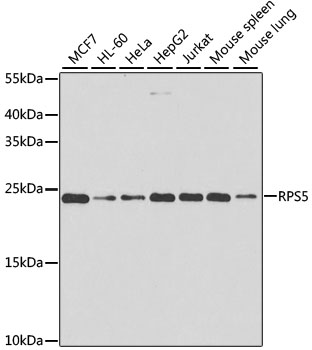 RPS5 Polyclonal Antibody (E-AB-68397)