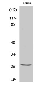 Phospho-HSP27 (Ser82) Polyclonal Antibody (E-AB-20897)