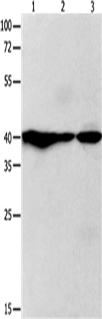 GNAZ Polyclonal Antibody (E-AB-10330)