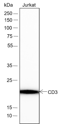 Recombinant CD3 epsilon Monoclonal Antibody (AN301417L)